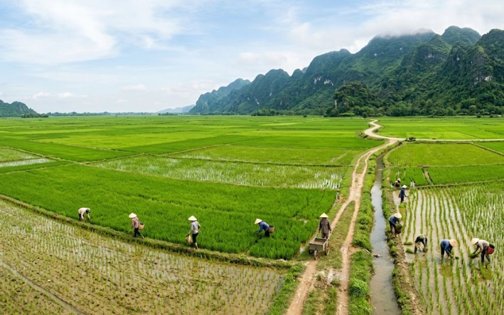 "Đất nông nghiệp là gì và mục đích sử dụng"